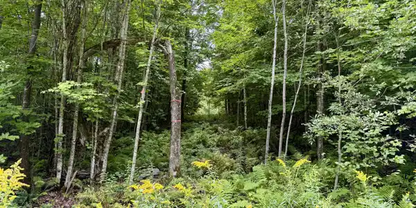 Image 2: Along Property Line