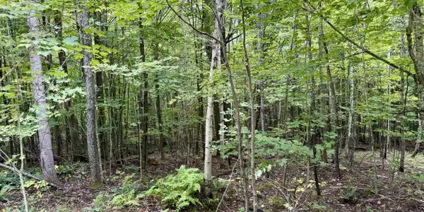 Image 3: Along Property Line