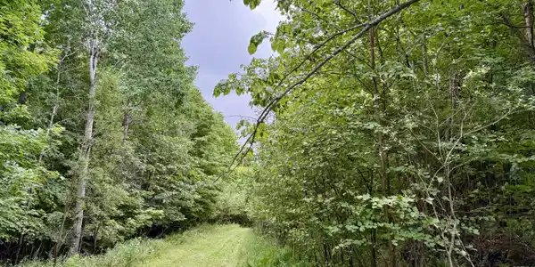 Image 4: Along Property Line