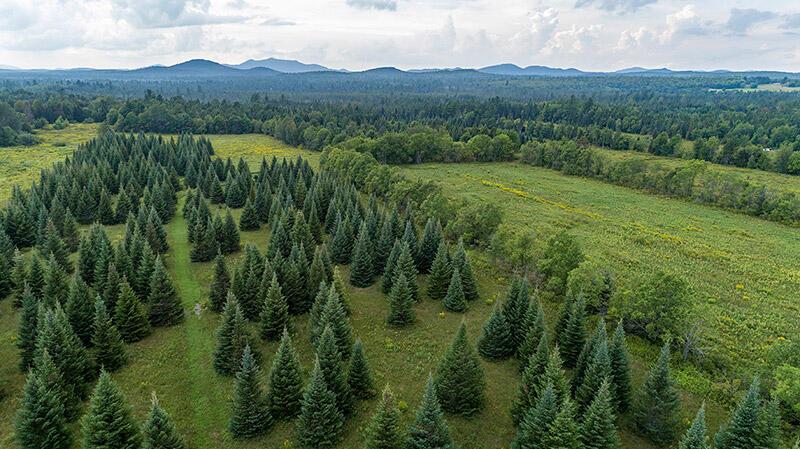 Image 1: 147_Acres_In_Harrietstown_A_Trees