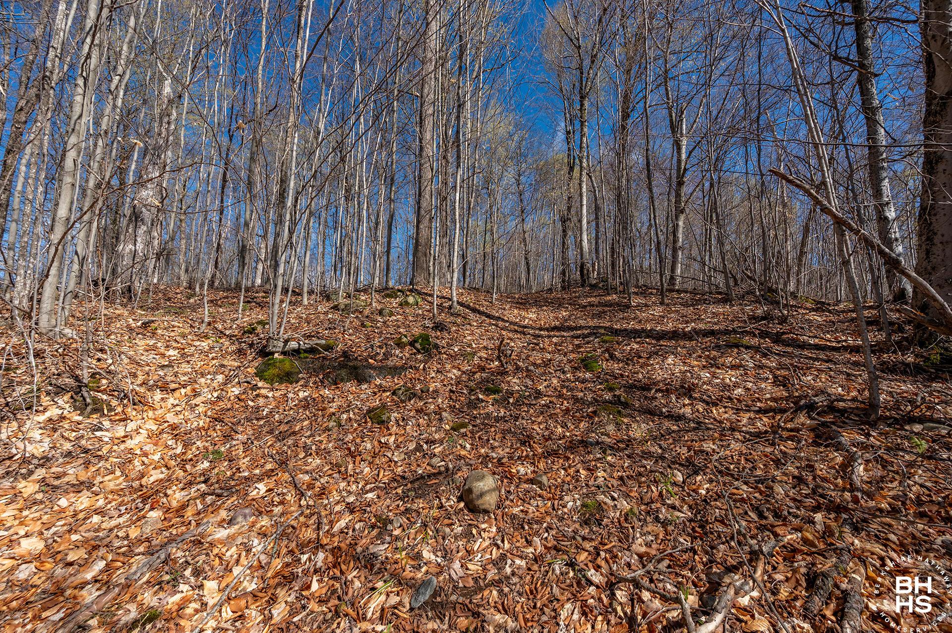 Image 4: Lot19OnPanorama_Spring_Lot