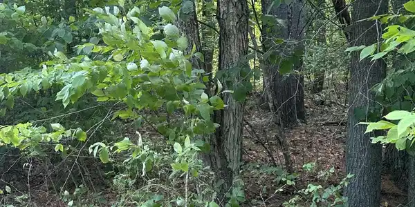 129 Cottontail