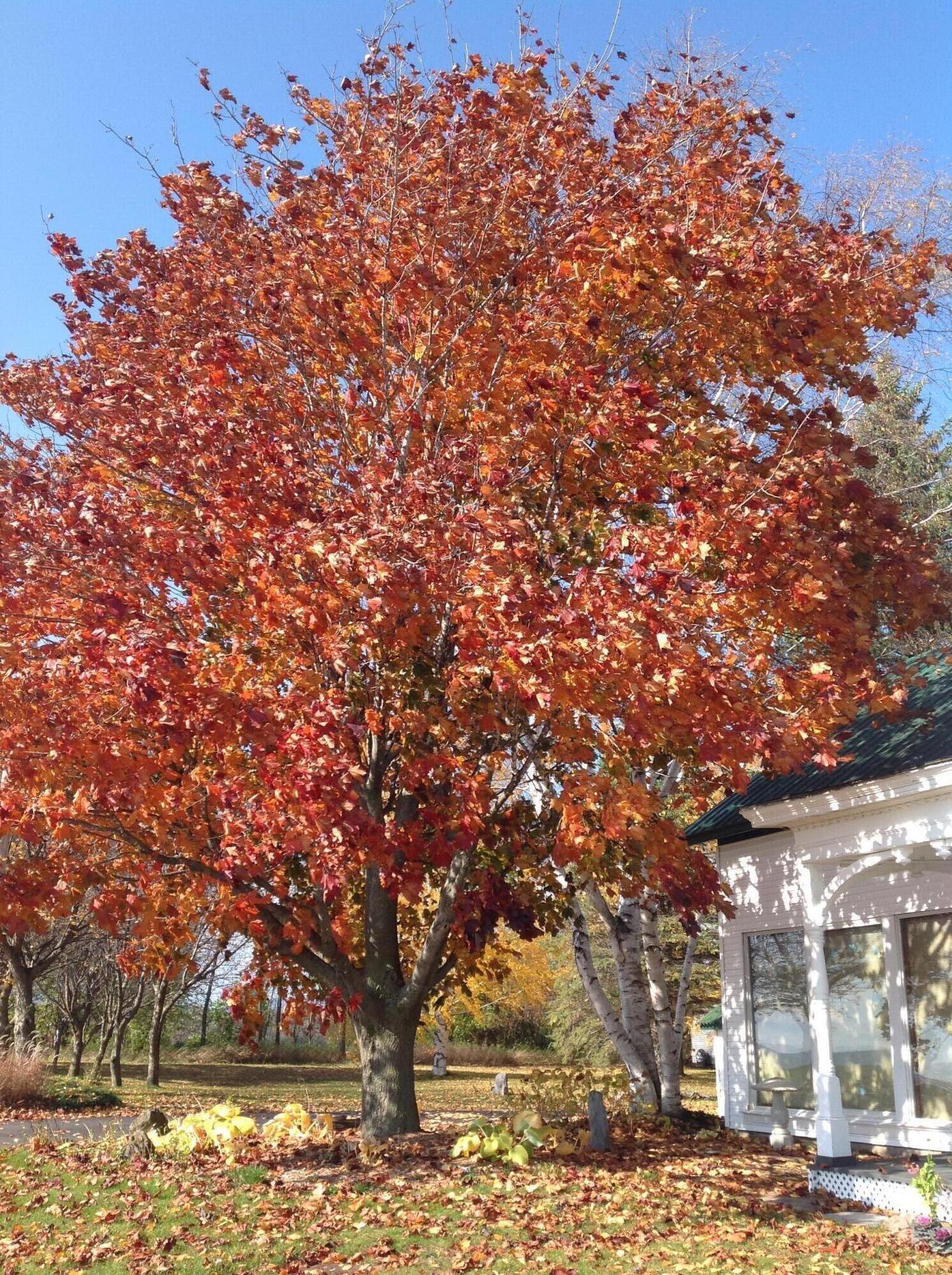 Image 3: fall