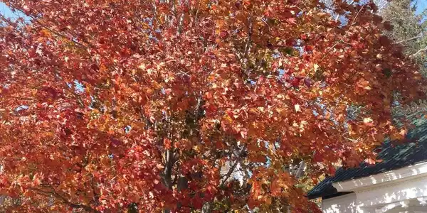 Image 3: fall