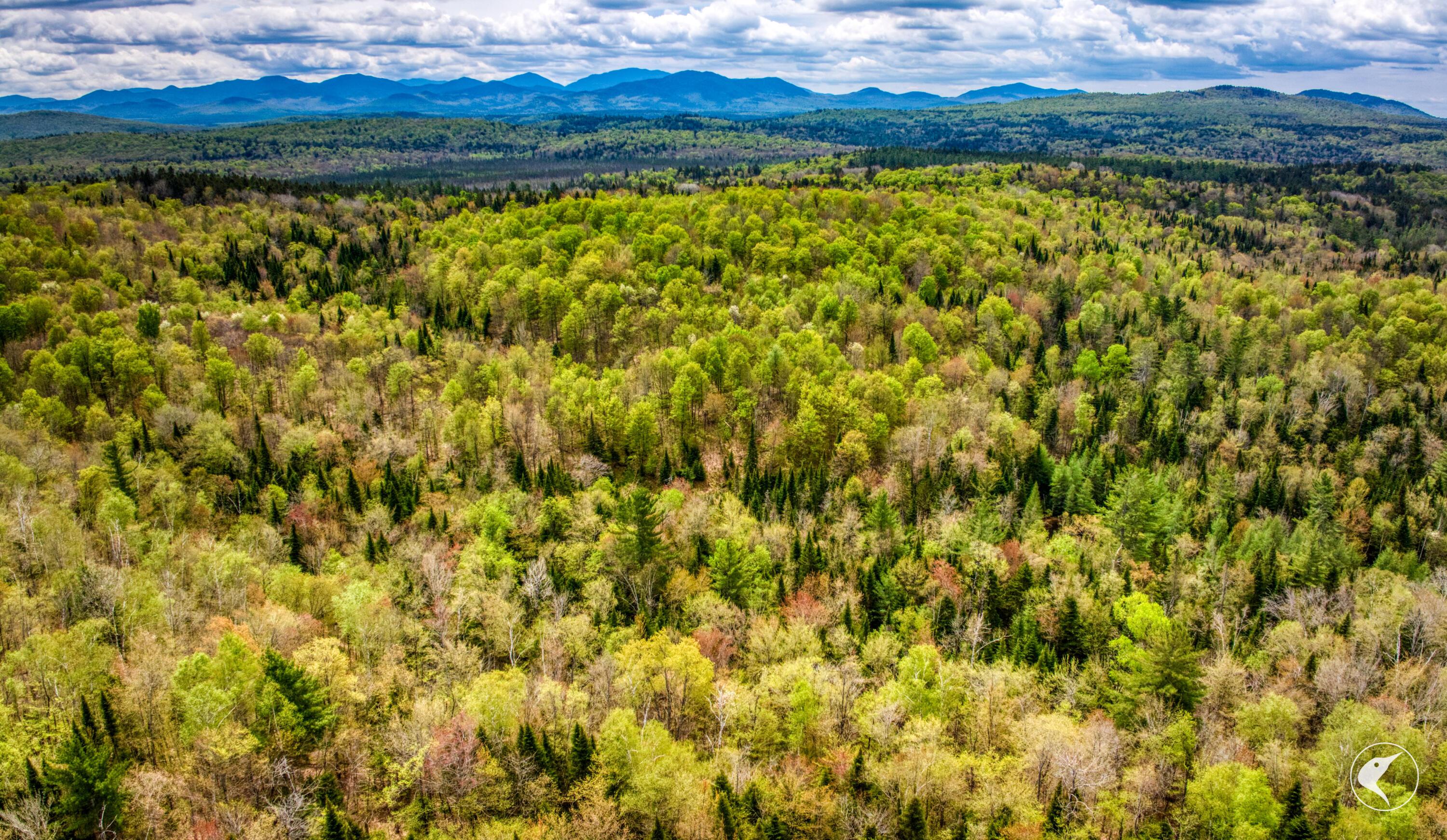 Image 4: DJI_20250516123517_0016_D