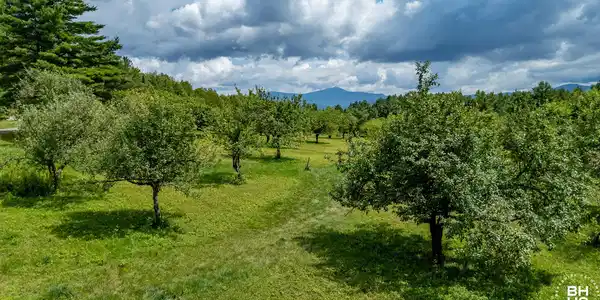 Image 2: 238PayeRoad_A_AppleTrees_WF_Low