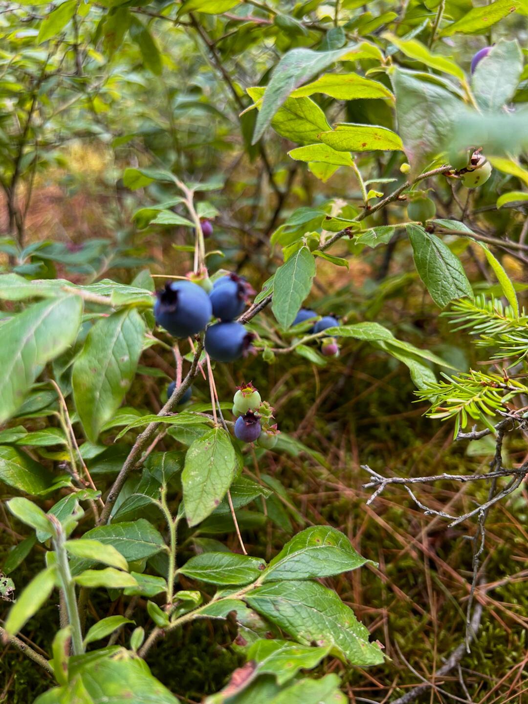 Image 3: LandOnColdBrookRoad_Blueberries