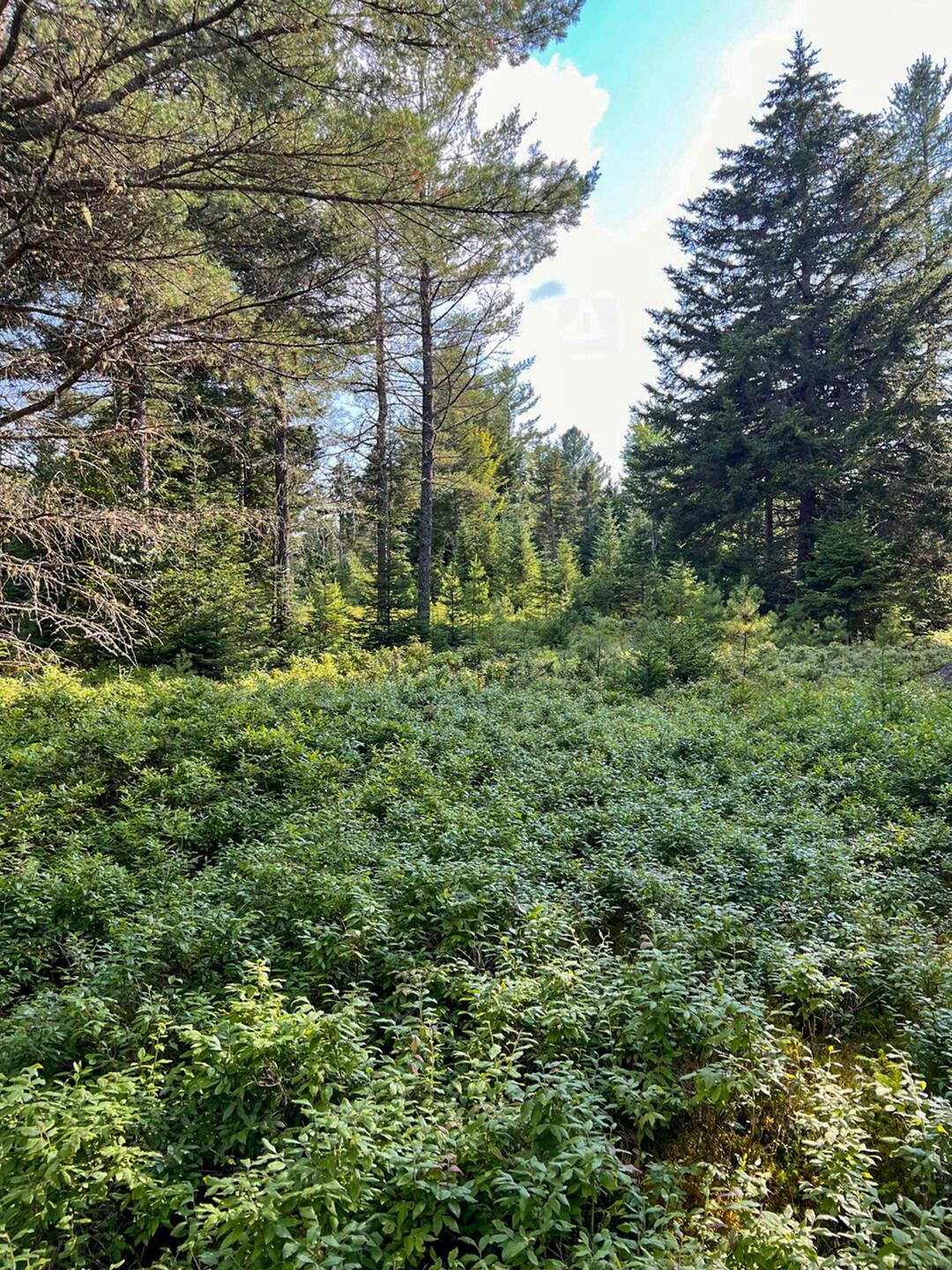 Image 4: LandOnColdBrookRoad_Clearing_Trees