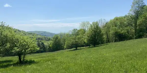 Maple Dr