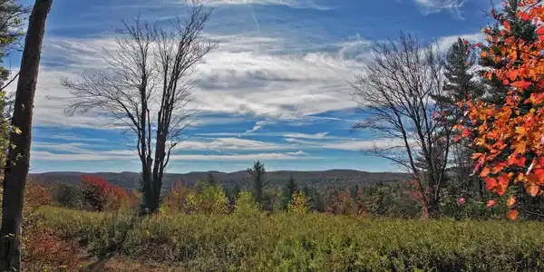 Image 2: Clearing 2