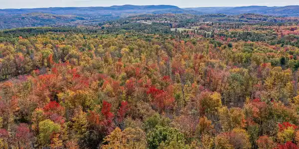 Image 2: Overview of Woods