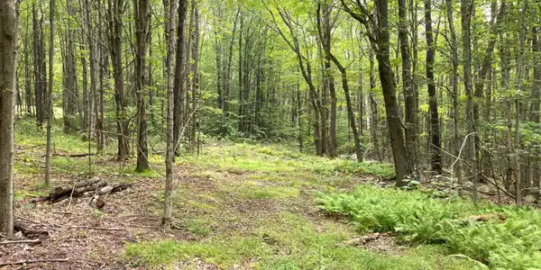 Image 2: Monroe Rd-2