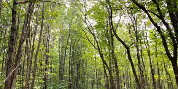 Image 3: Monroe Rd-3-Hardwoods