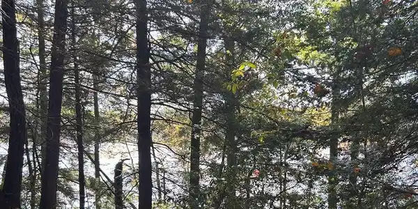 Image 4: Woods with water view
