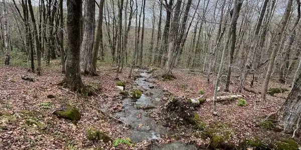 Image 3: g