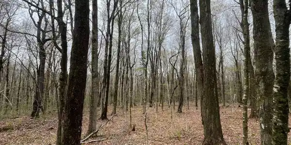 Image 4: a