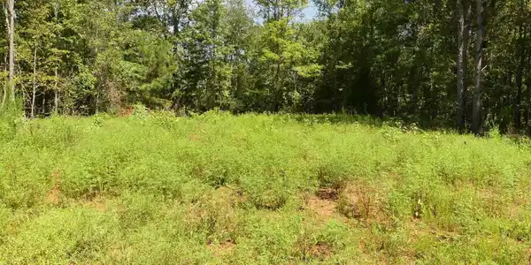 Image 4: CLEARED FLAT LOT