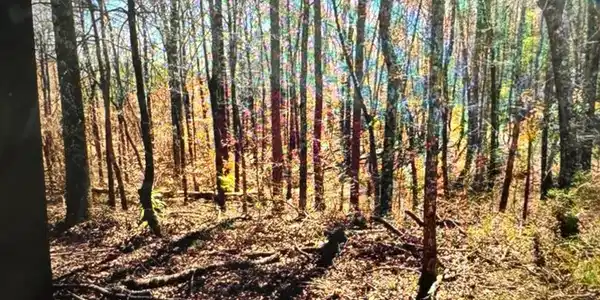 4809 LAUREL TRACE