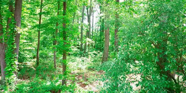 Lot 50 GILMORE TRAIL