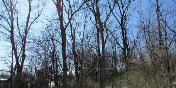 LOT ON EMERY ROAD