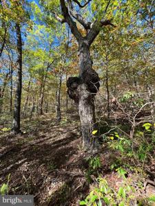 Lot 10,11,12-13 A FOX TRAIL