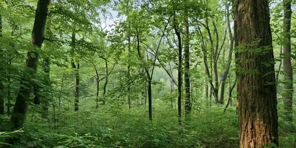 GOONEY MANOR LOOP