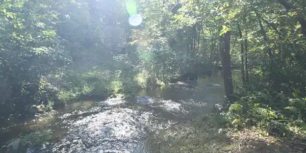DISMAL HOLLOW ROAD