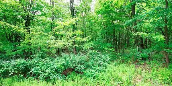Lot 181 ROCKWOOD TRL