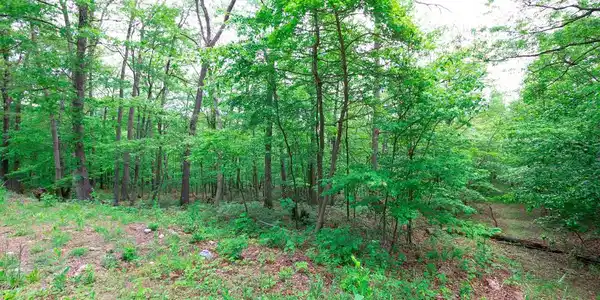 Lot 37 POPLAR TRL