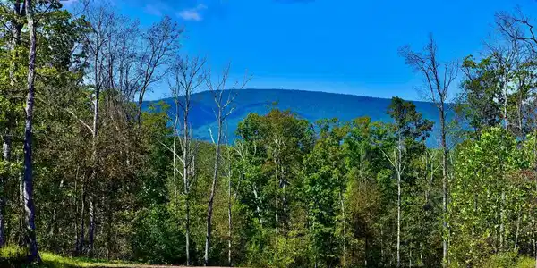 Lot 1 (128.556 Acres) LAUREL GROVE ROAD