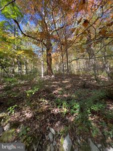 FOX TRAIL