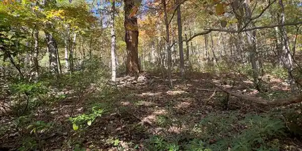 FOX TRAIL