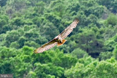 439 Acres LAUREL GROVE RD.