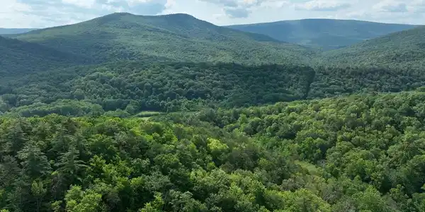686.10 Acres THORN BOTTOM RD