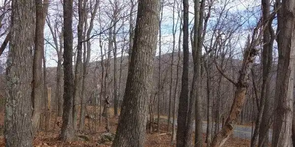 91 SHAMOKIN SPRINGS TRL