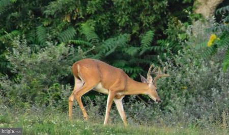 158.5 Acres Lot 3 LAUREL GROVE RD.