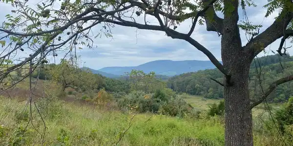 GOONEY MANOR LOOP