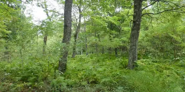 Lot 18 TOP OF THE MOUNTAIN RD