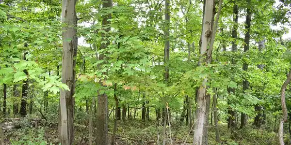 Lot 17 FOX TRAIL