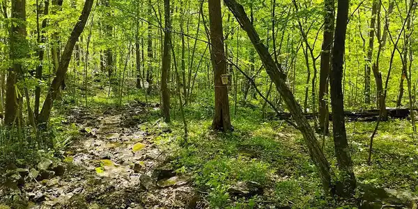 SIR JOHNS RUN RD