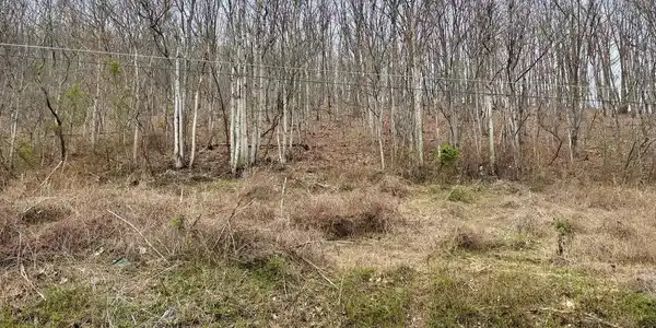 LOT 11B LUCAS HOLLOW ROAD