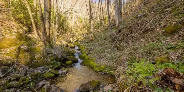 00 Buff Creek Road