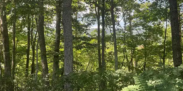 Lot 67 TreeTops Lane