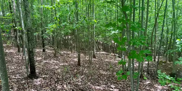 Image 4 Image 4