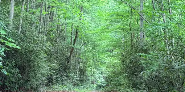 Image 4 Image 4