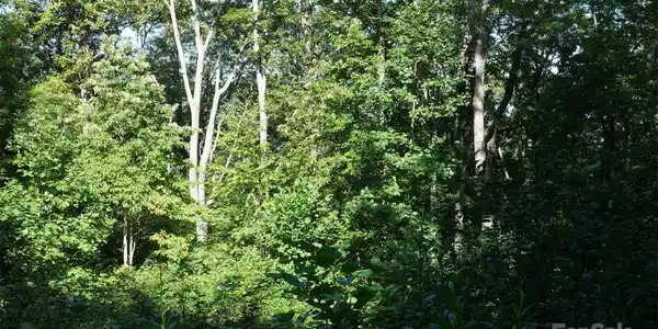 Lot: 12 CAPERTON POINT Road