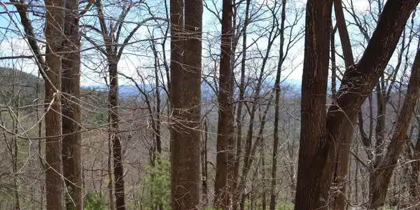 Image 4 Image 4