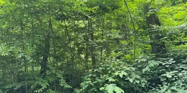 Image 4 Image 4