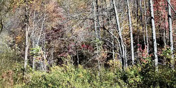 Image 4 Image 4