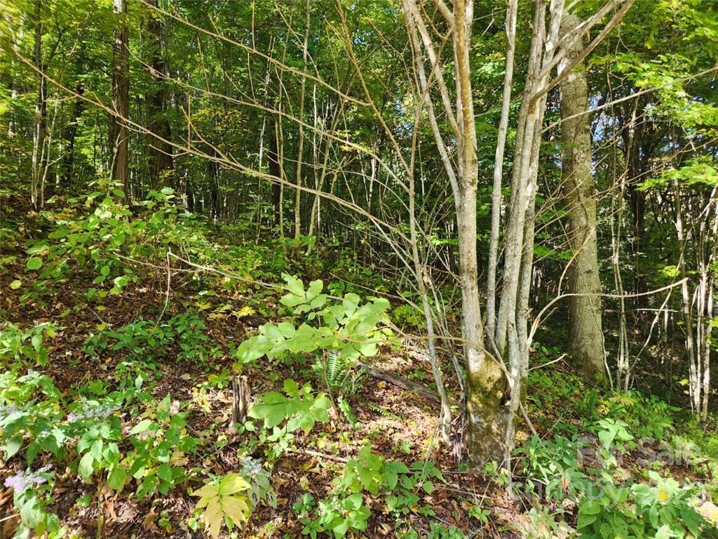 Image 4 Image 4
